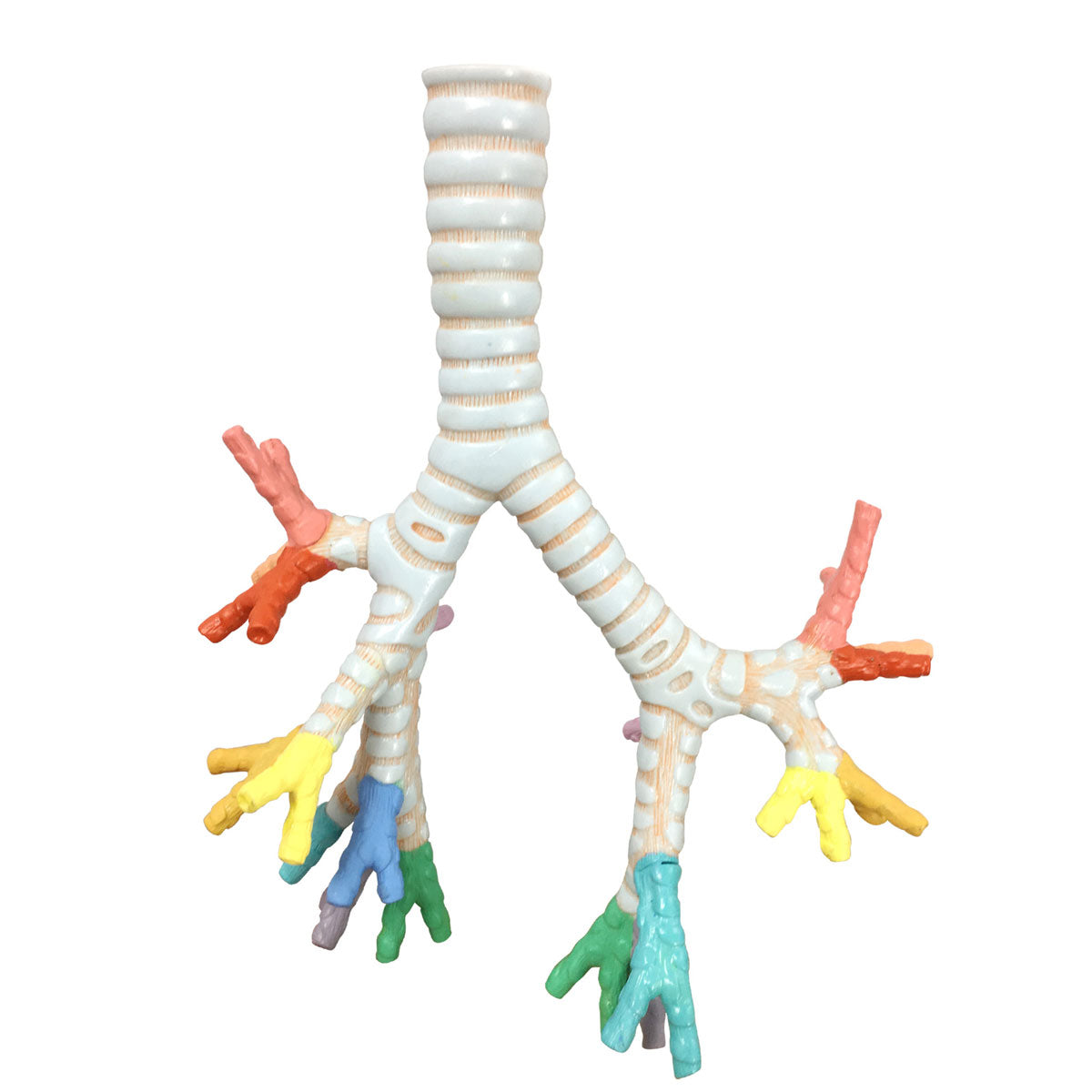 Evotech Scientific Larynx, Trachea, and Bronchi Model