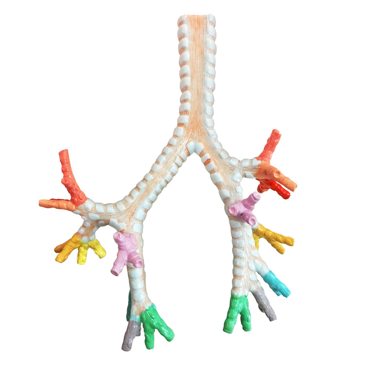 Evotech Scientific Larynx, Trachea, and Bronchi Model