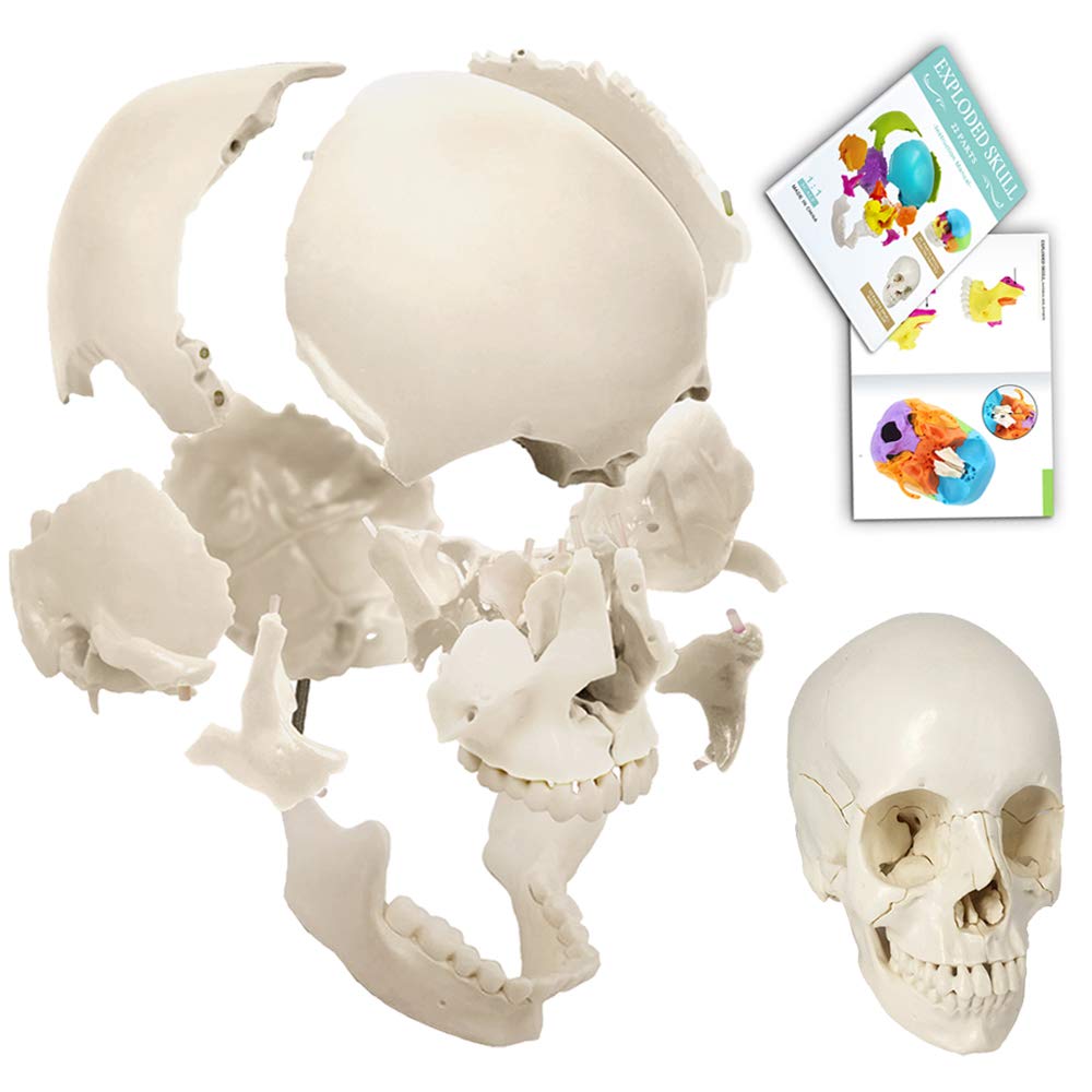 Evotech Scientific Life-Size 22-Part Disarticulated Human Skull Anatomy Model