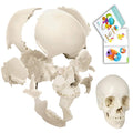 Evotech Scientific Life-Size 22-Part Disarticulated Human Skull Anatomy Model