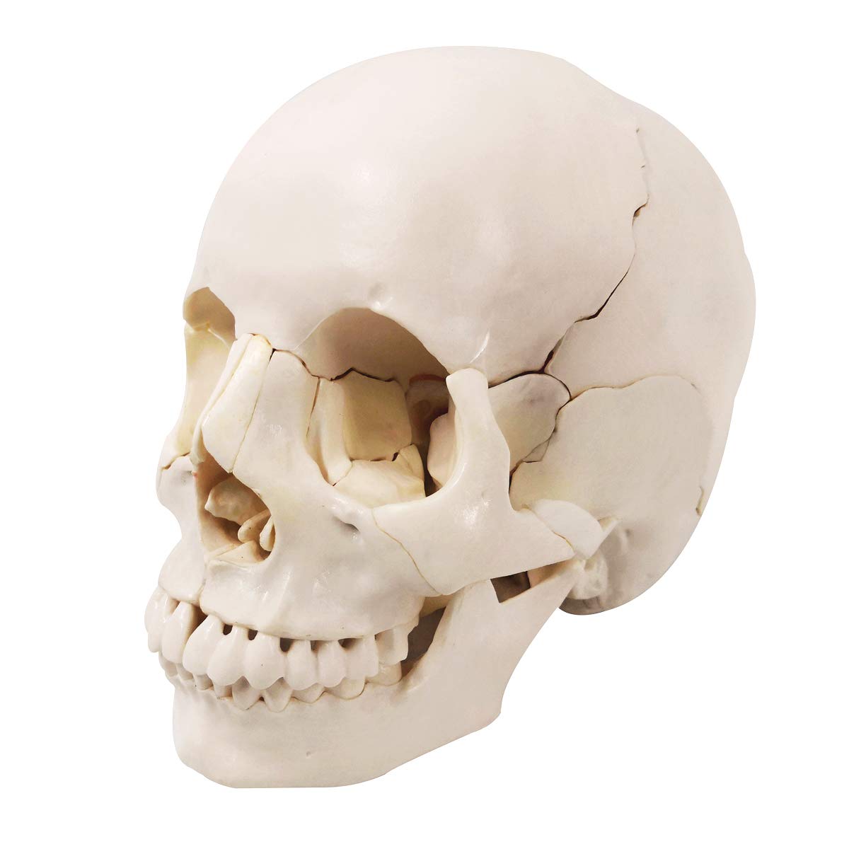 Evotech Scientific Life-Size 22-Part Disarticulated Human Skull Anatomy Model