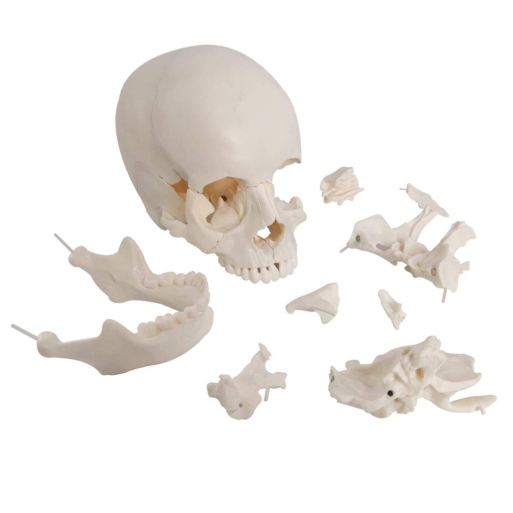Evotech Scientific Life-Size 22-Part Disarticulated Human Skull Anatomy Model
