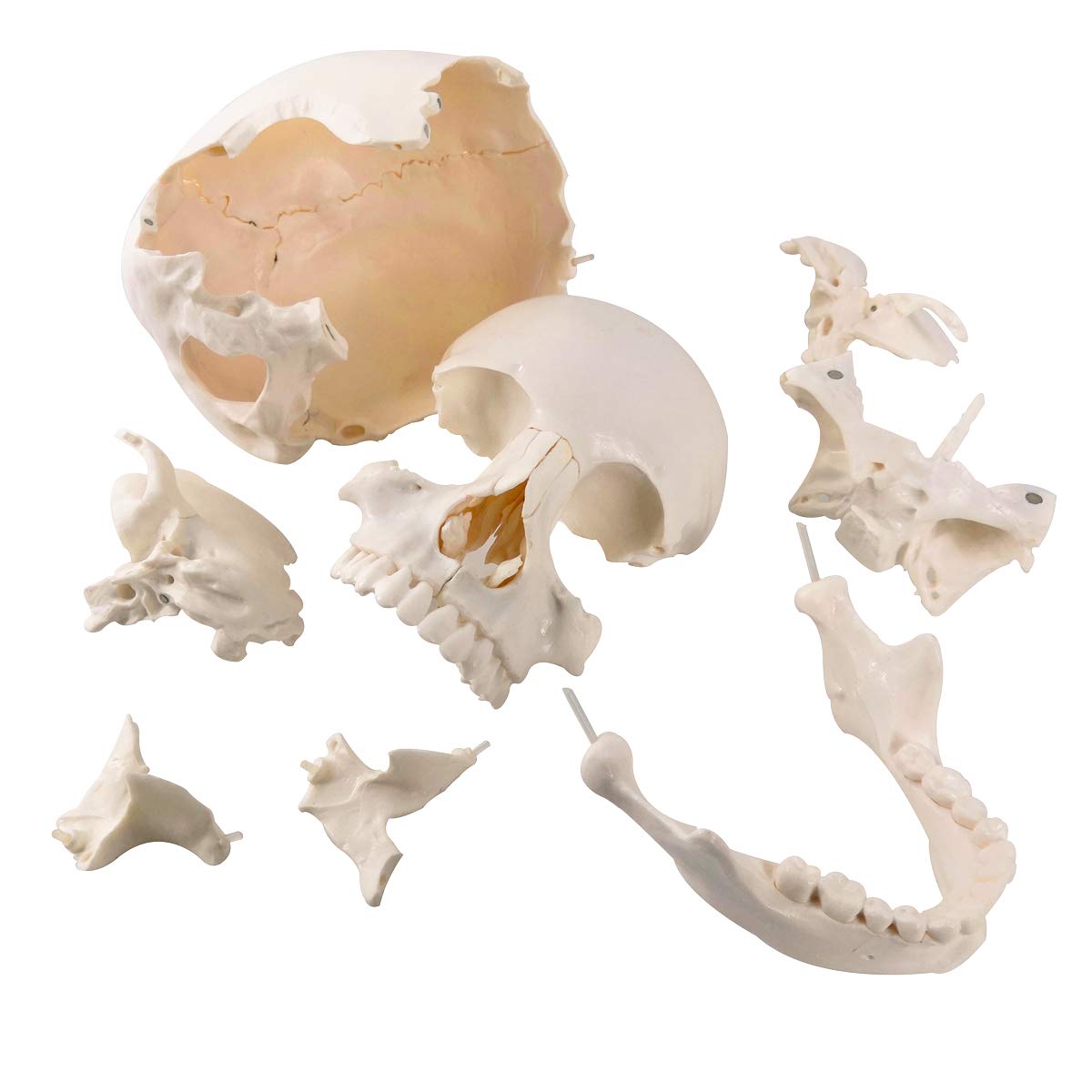 Evotech Scientific Life-Size 22-Part Disarticulated Human Skull Anatomy Model