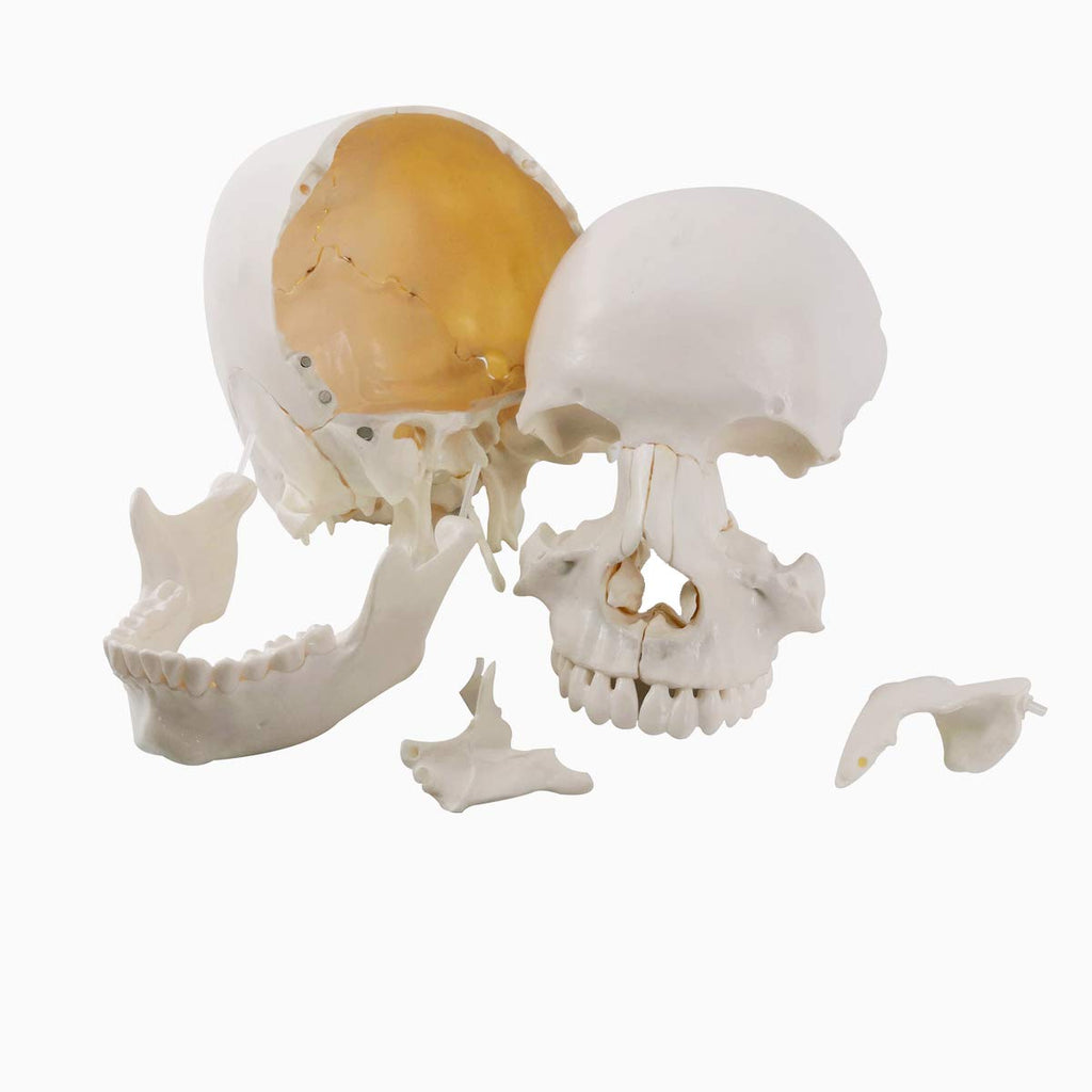 Evotech Scientific Life-Size 22-Part Disarticulated Human Skull Anatomy Model