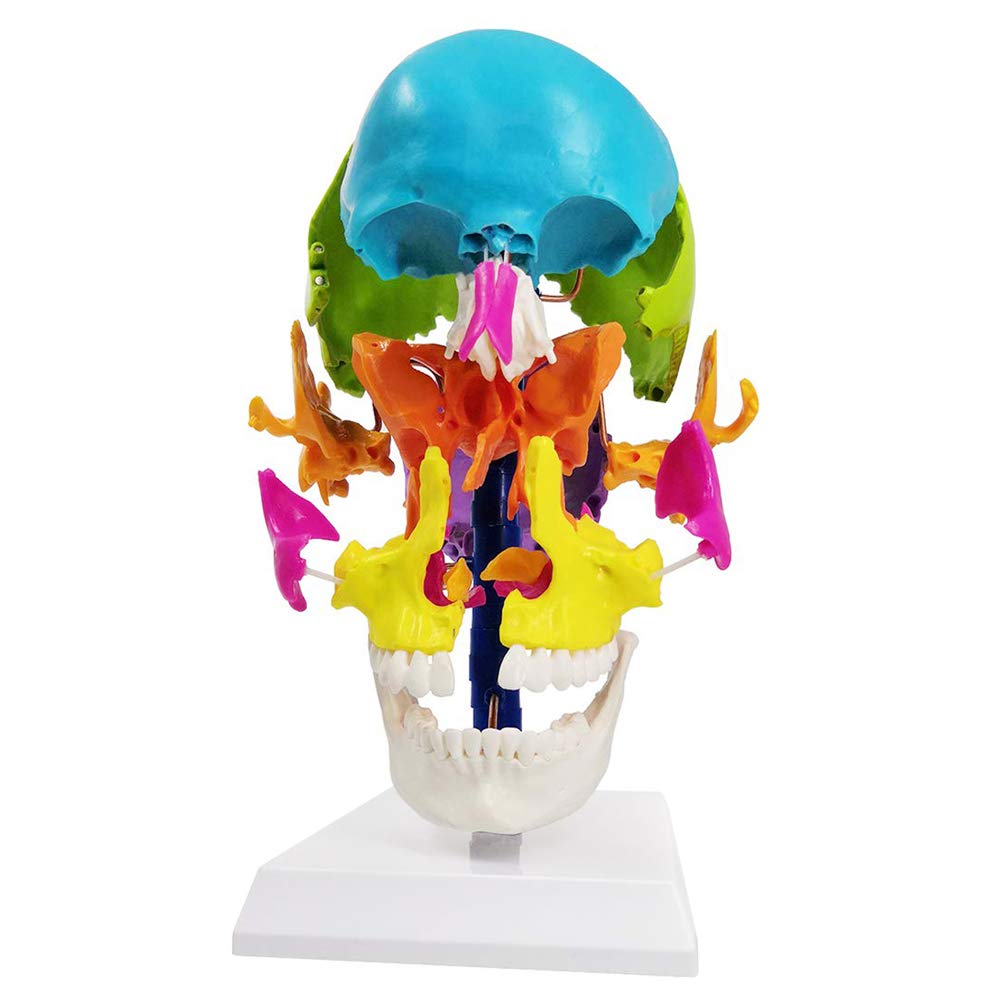 Evotech Scientific Life-Size Disarticulated Anatomy Human Skull Model