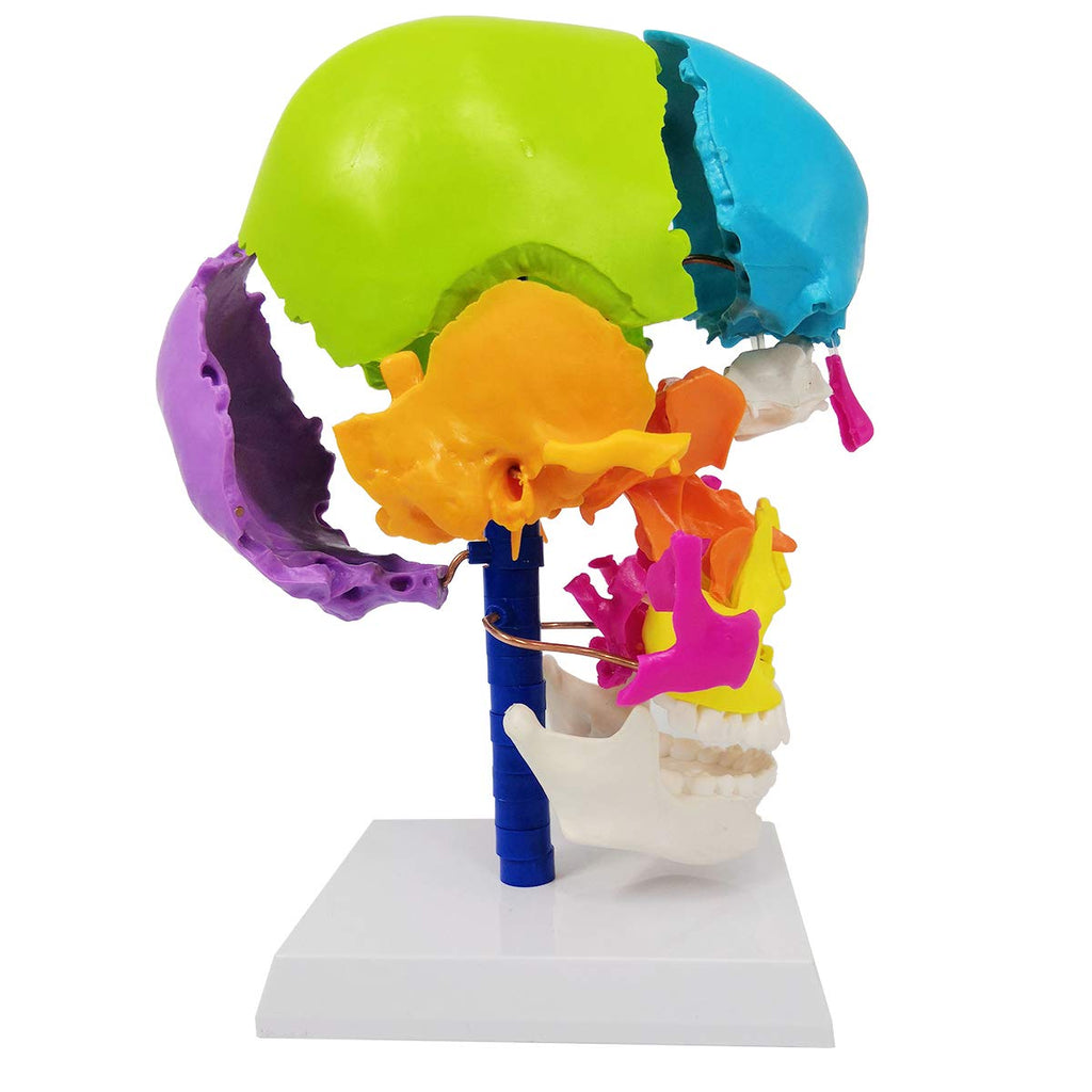 Evotech Scientific Life-Size Disarticulated Anatomy Human Skull Model