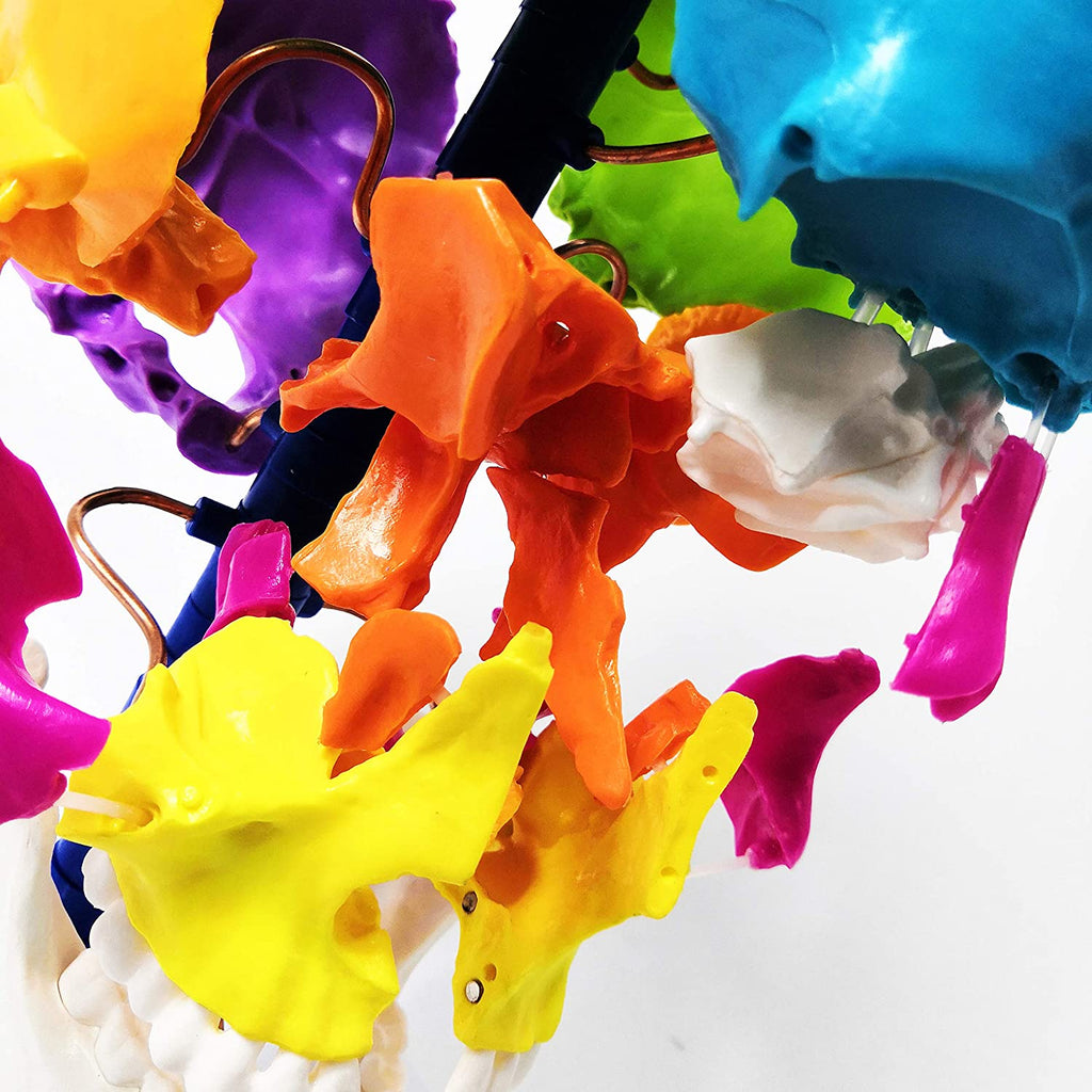 Evotech Scientific Life-Size Disarticulated Anatomy Human Skull Model