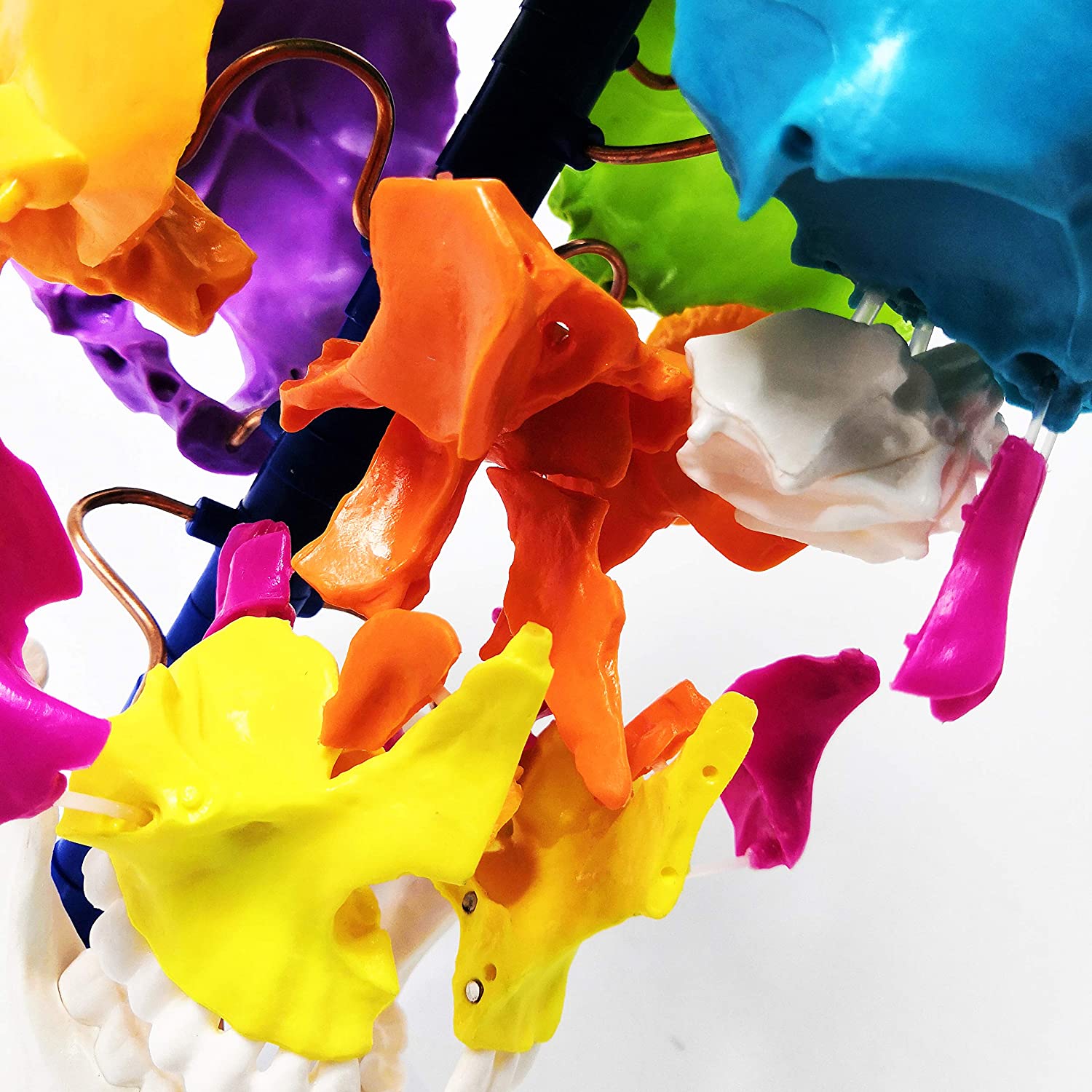 Evotech Scientific Life-Size Disarticulated Anatomy Human Skull Model