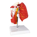 Evotech Scientific Life-size Muscled Shoulder Joint Model