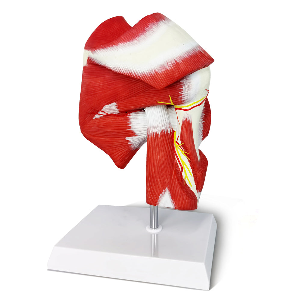 Evotech Scientific Life-size Muscled Shoulder Joint Model