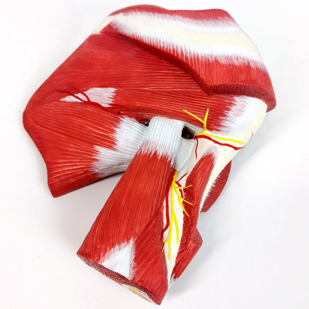 Evotech Scientific Life-size Muscled Shoulder Joint Model