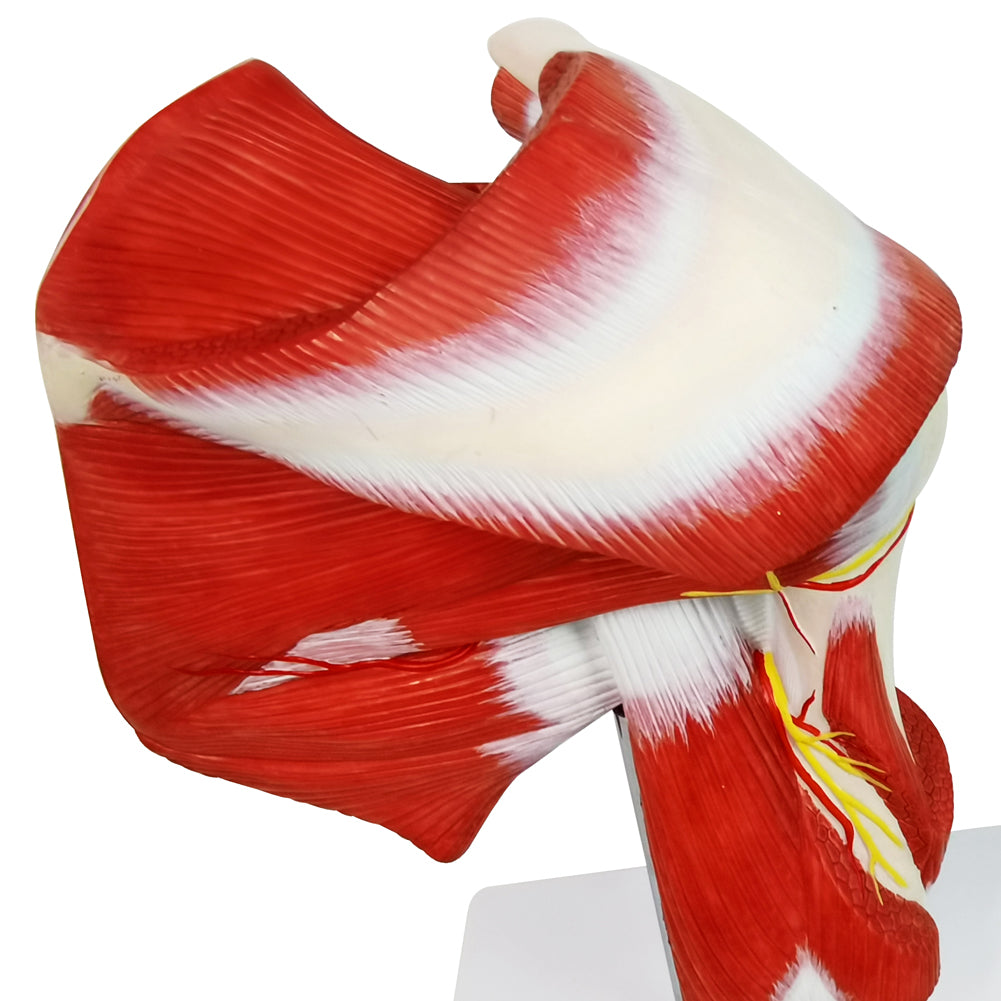 Evotech Scientific Life-size Muscled Shoulder Joint Model