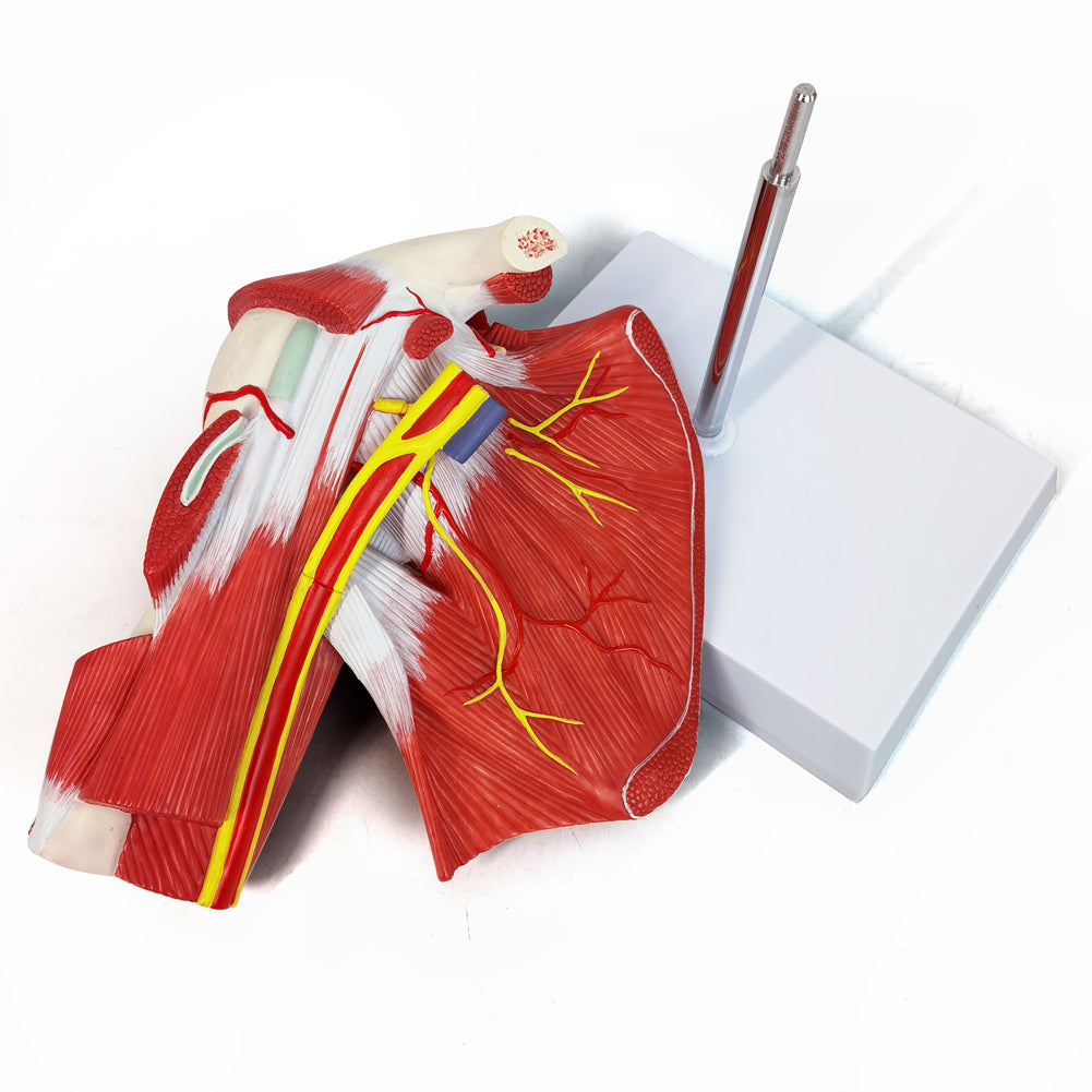 Evotech Scientific Life-size Muscled Shoulder Joint Model