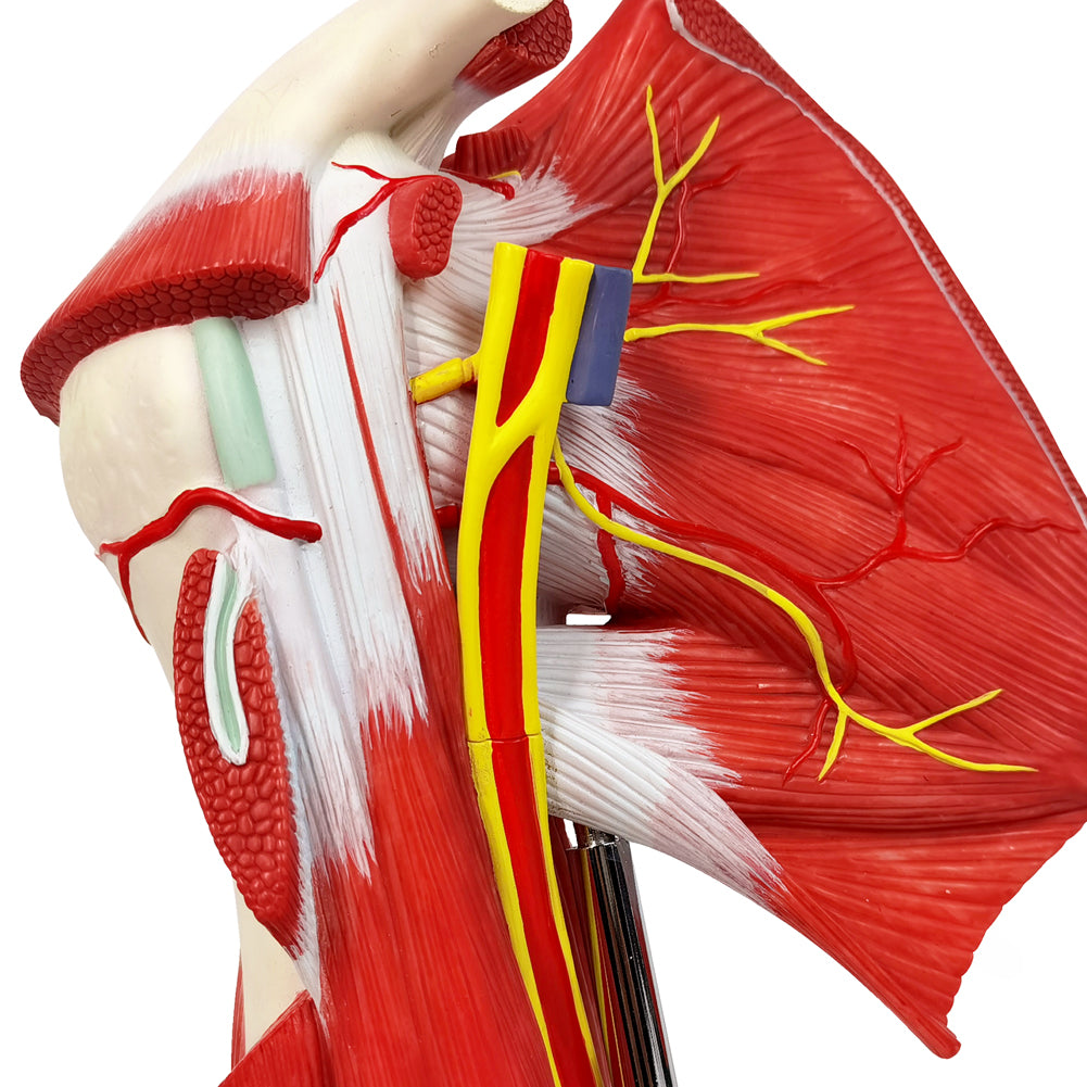 Evotech Scientific Life-size Muscled Shoulder Joint Model