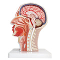 Evotech Scientific Life Size Anatomical Human Half Head Superficial Neurovascular Musculature Model