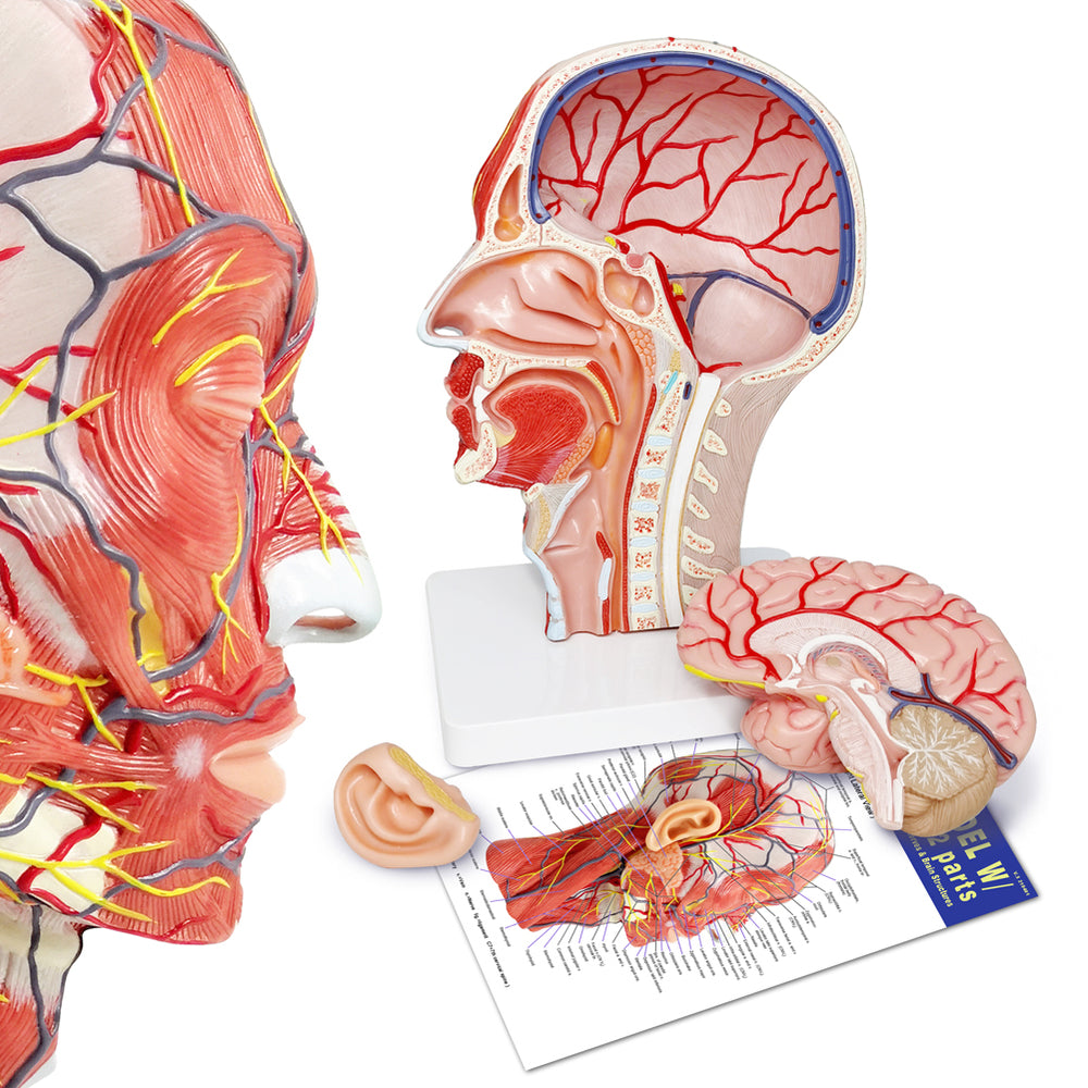Evotech Scientific Life Size Anatomical Human Half Head Superficial Ne