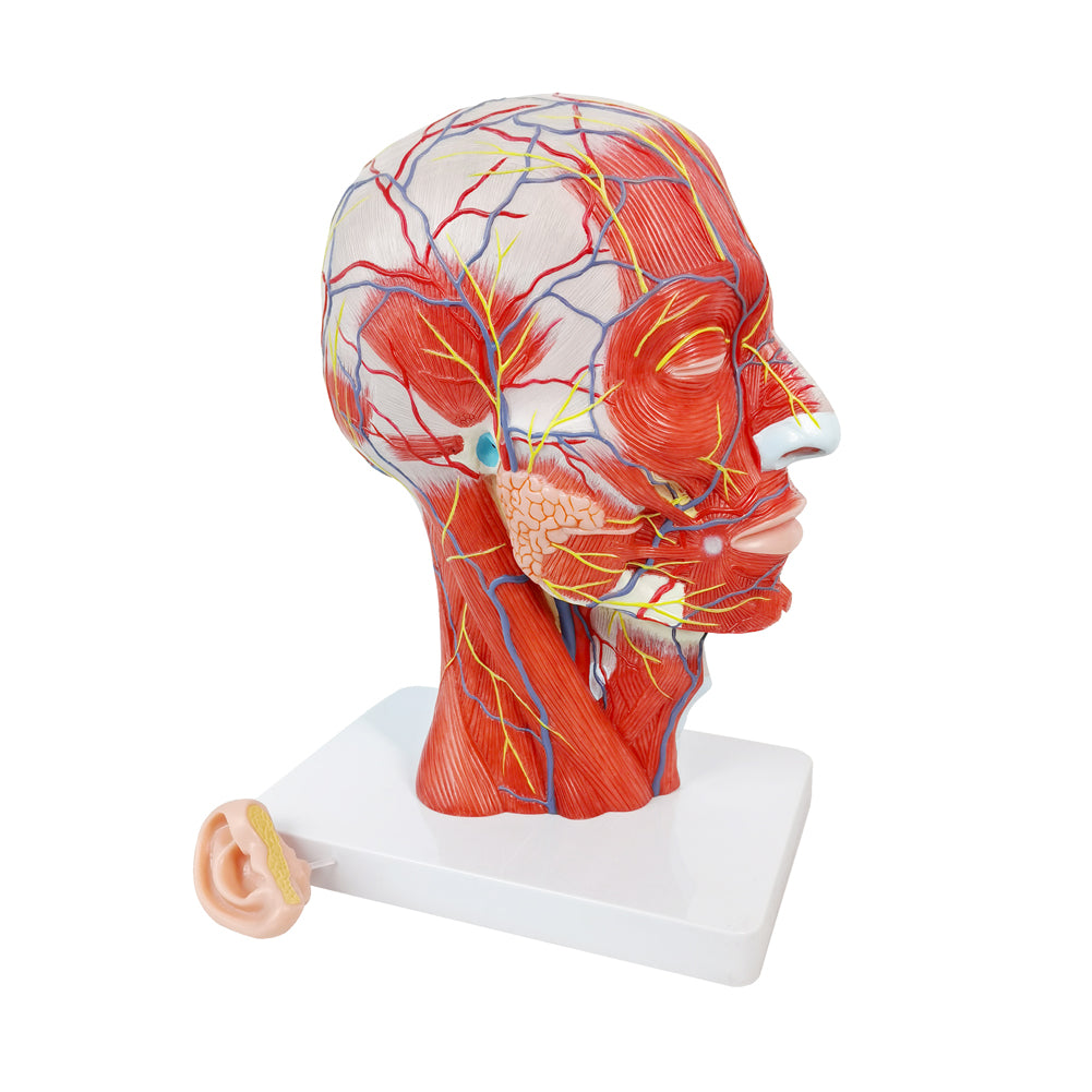 Evotech Scientific Life Size Anatomical Human Half Head Superficial Neurovascular Musculature Model