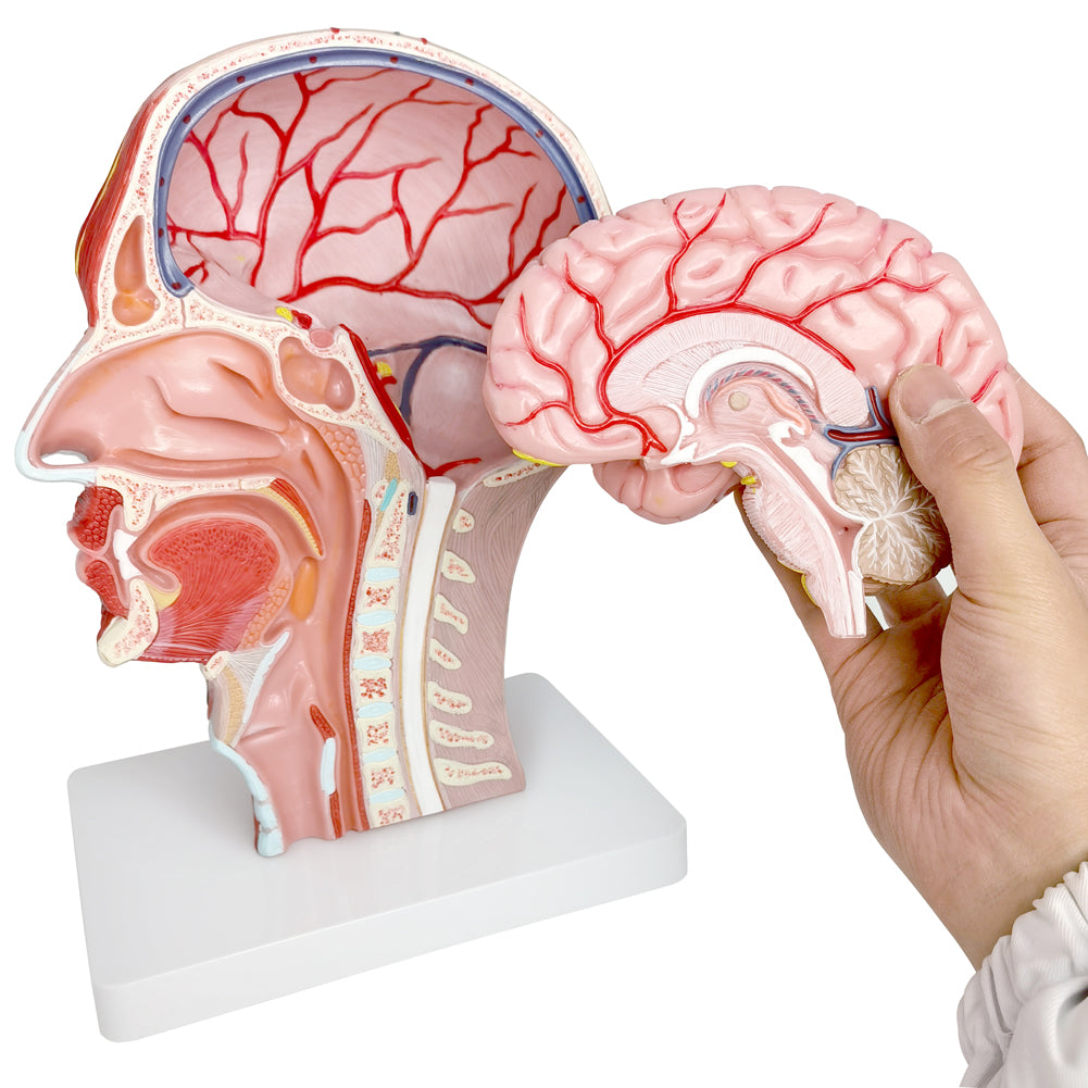Evotech Scientific Life Size Anatomical Human Half Head Superficial Neurovascular Musculature Model