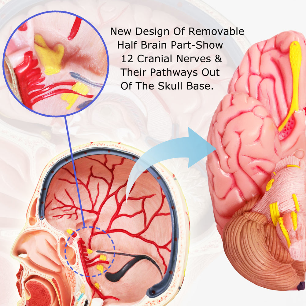 Evotech Scientific Life Size Anatomical Human Half Head Superficial Neurovascular Musculature Model