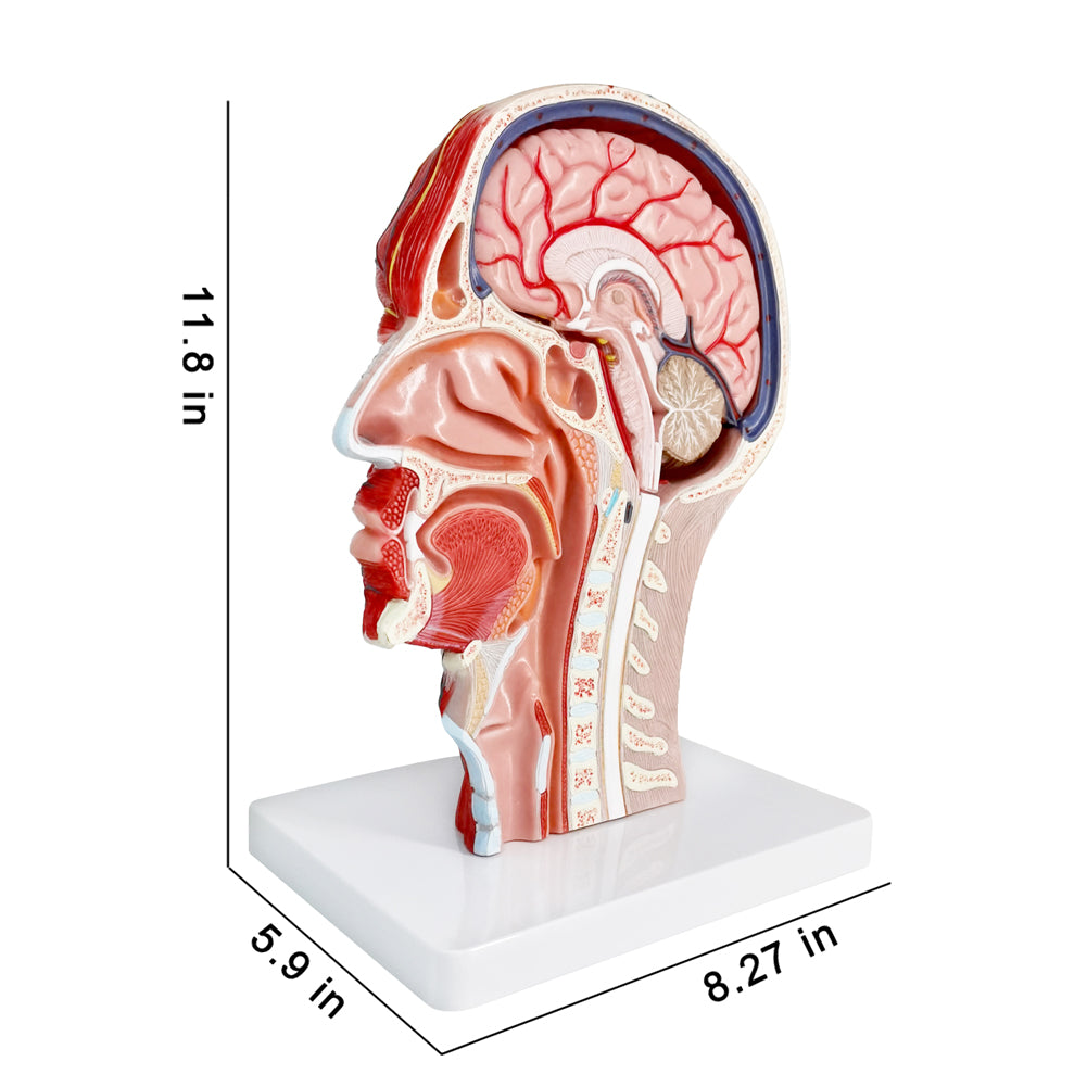 Evotech Scientific Life Size Anatomical Human Half Head Superficial Neurovascular Musculature Model