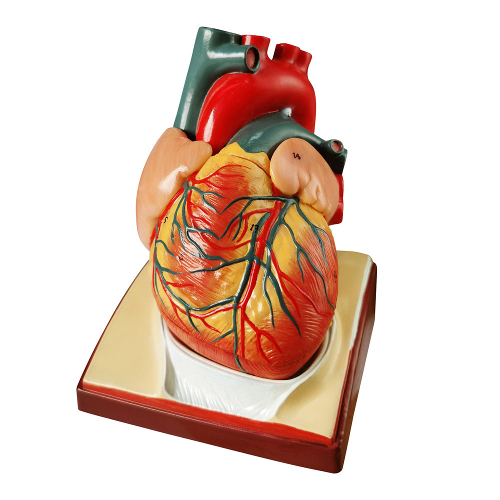 Evotech Scientific Life Size Anatomical Human Heart Model On Diaphragm and Pericardium Base