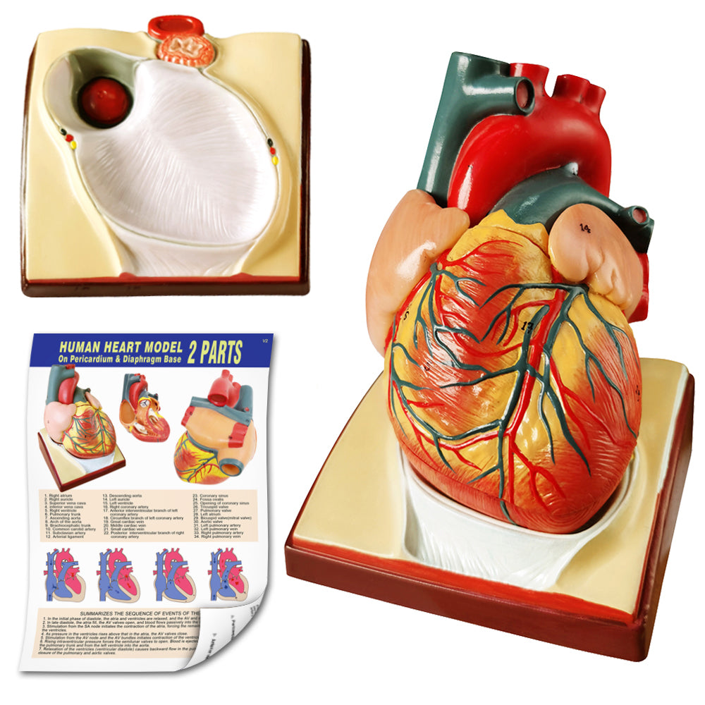 Evotech Scientific Life Size Anatomical Human Heart Model On Diaphragm and Pericardium Base