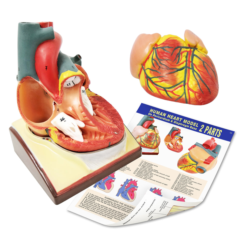 Evotech Scientific Life Size Anatomical Human Heart Model On Diaphragm and Pericardium Base