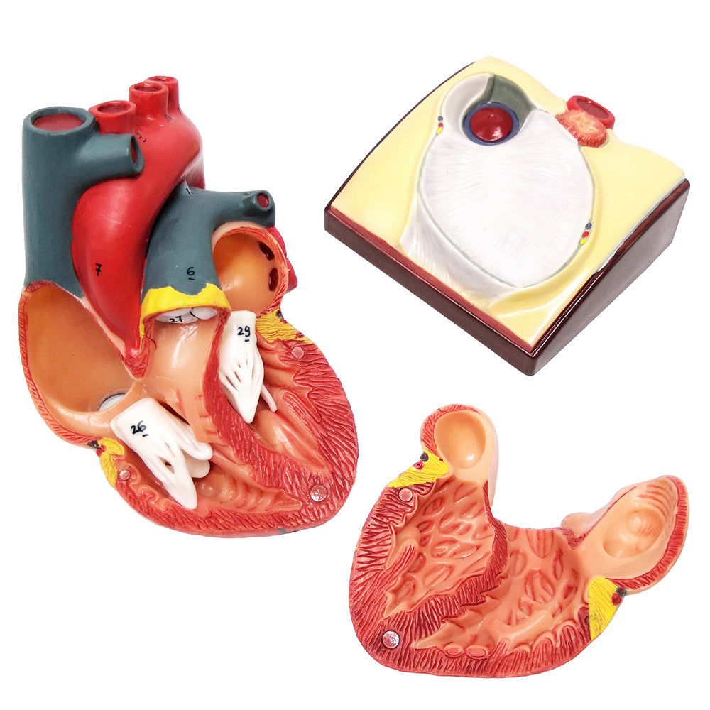 Evotech Scientific Life Size Anatomical Human Heart Model On Diaphragm and Pericardium Base
