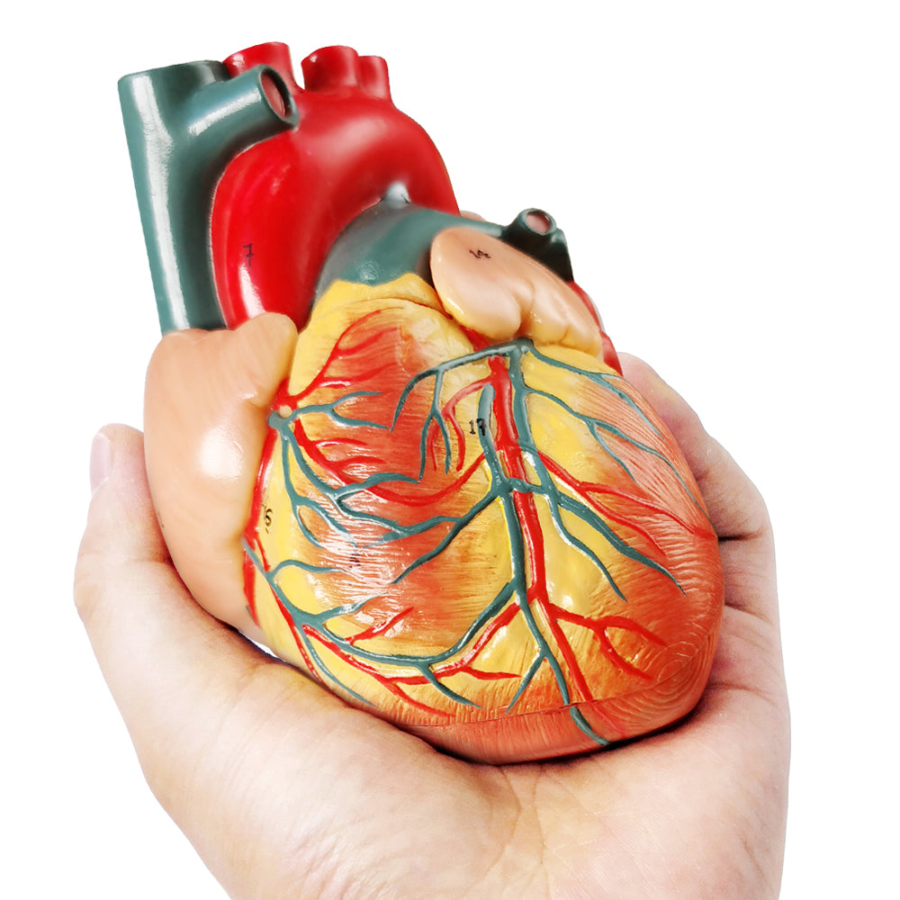 Evotech Scientific Life Size Anatomical Human Heart Model On Diaphragm and Pericardium Base