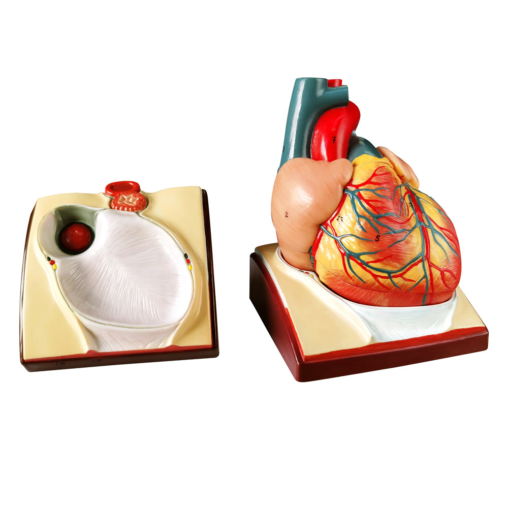 Evotech Scientific Life Size Anatomical Human Heart Model On Diaphragm and Pericardium Base