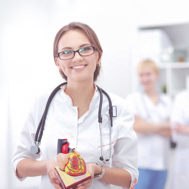 Evotech Scientific Life Size Anatomical Human Heart Model On Diaphragm and Pericardium Base