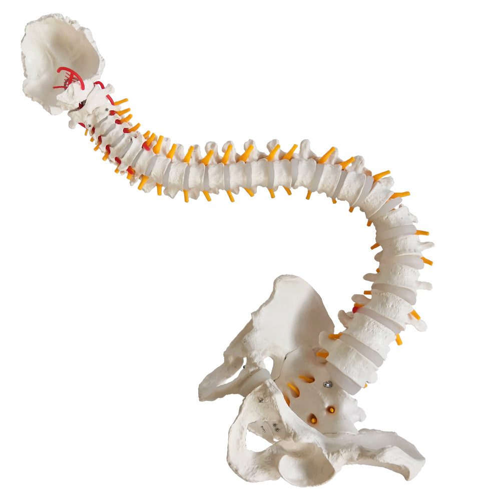 Evotech Scientific Life Size Anatomical Spine Model with Vertebrae, Nerves, Arteries, Lumbar Column, and Male Pelvis