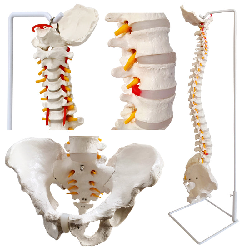 Evotech Scientific Life Size Anatomical Spine Model with Vertebrae, Nerves, Arteries, Lumbar Column, and Male Pelvis