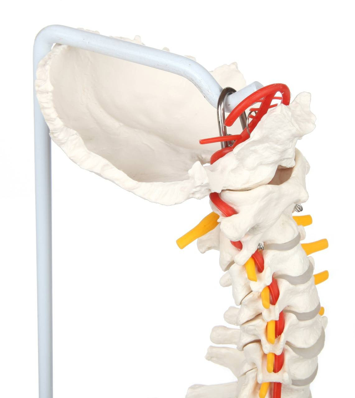 Evotech Scientific Life Size Anatomical Spine Model with Vertebrae, Nerves, Arteries, Lumbar Column, and Male Pelvis