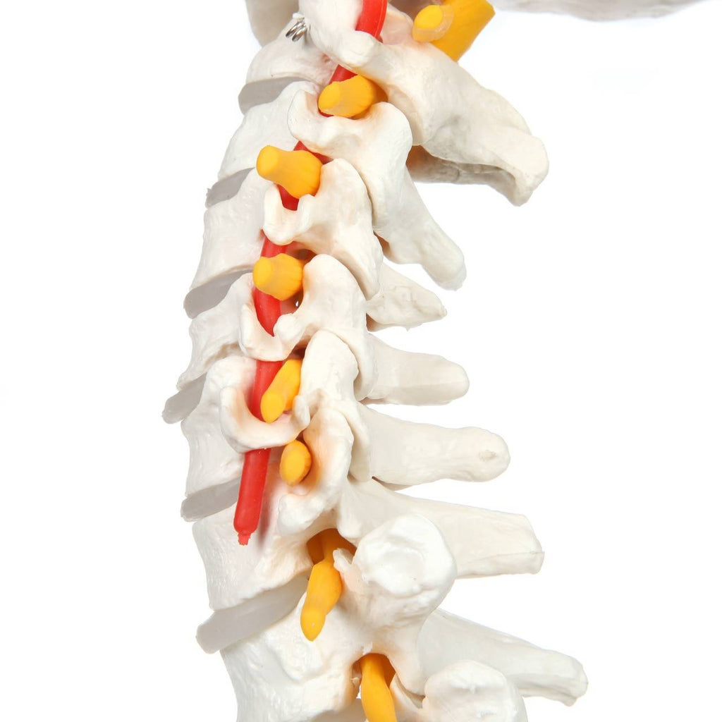 Evotech Scientific Life Size Anatomical Spine Model with Vertebrae, Nerves, Arteries, Lumbar Column, and Male Pelvis