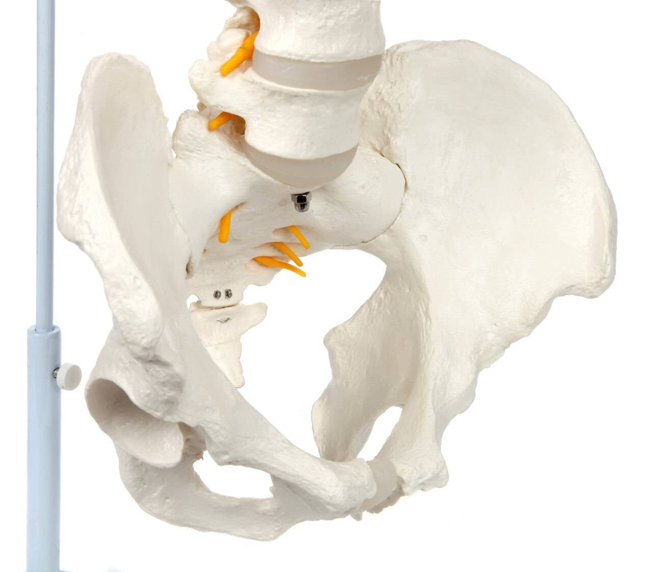Evotech Scientific Life Size Anatomical Spine Model with Vertebrae, Nerves, Arteries, Lumbar Column, and Male Pelvis