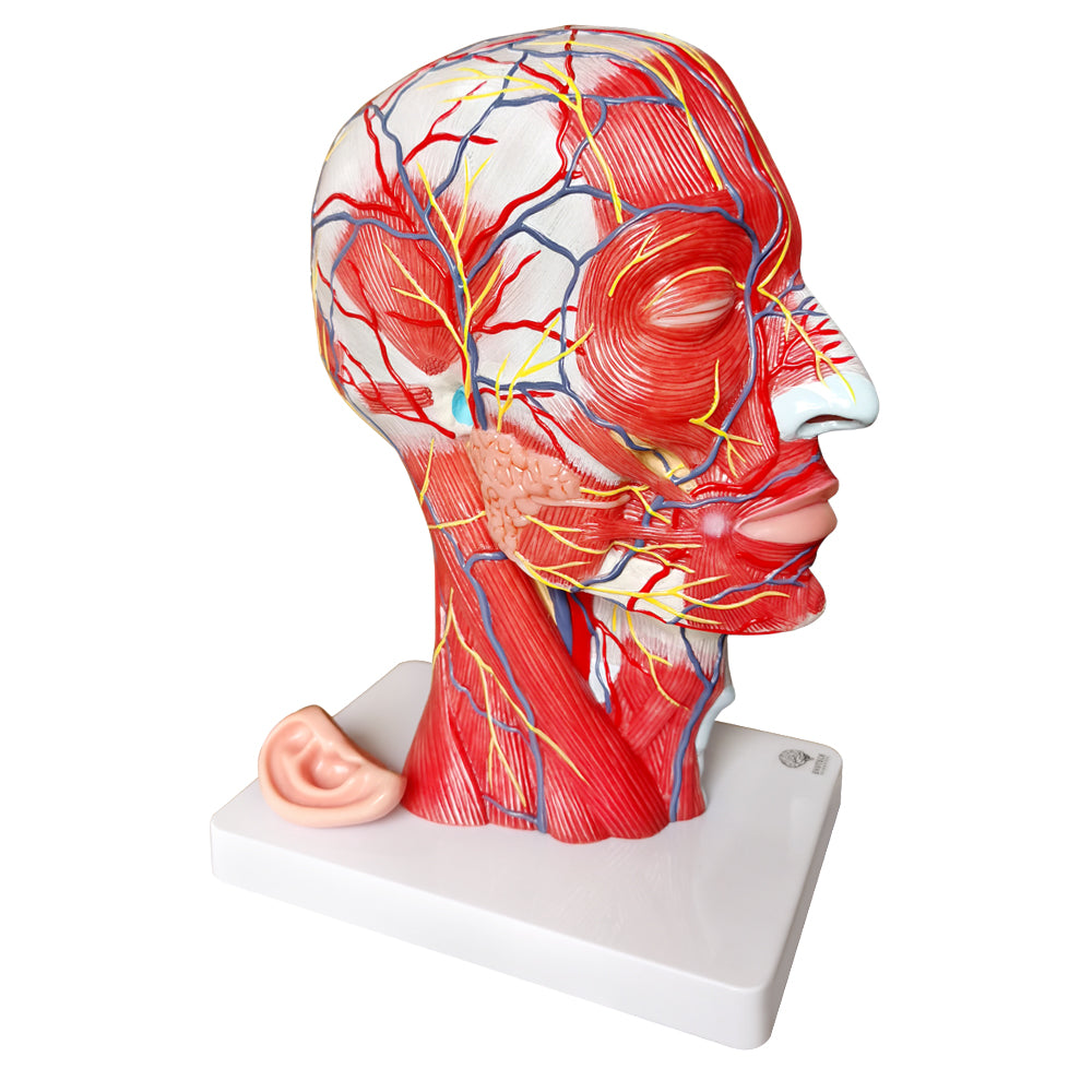 Evotech Scientific Life Size Human Half Head Superficial Neurovascular Model with Musculature