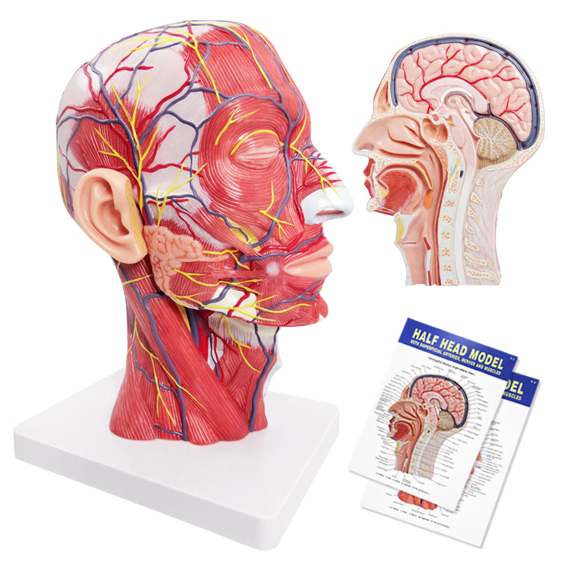 Evotech Scientific Life Size Human Half Head Superficial Neurovascular Model with Musculature
