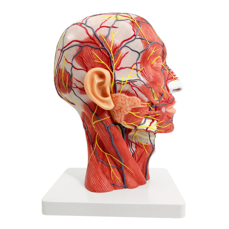 Evotech Scientific Life Size Human Half Head Superficial Neurovascular Model with Musculature