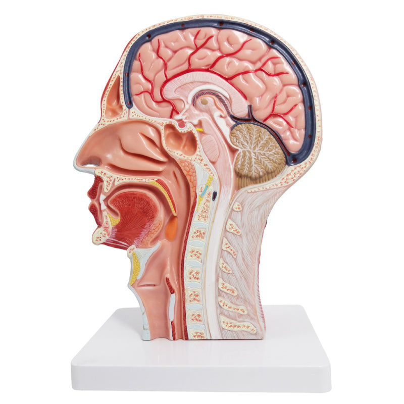Evotech Scientific Life Size Human Half Head Superficial Neurovascular Model with Musculature