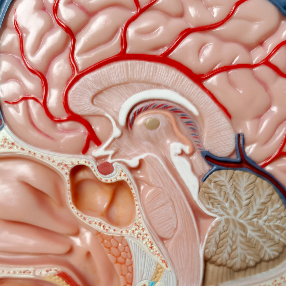 Evotech Scientific Life Size Human Half Head Superficial Neurovascular Model with Musculature