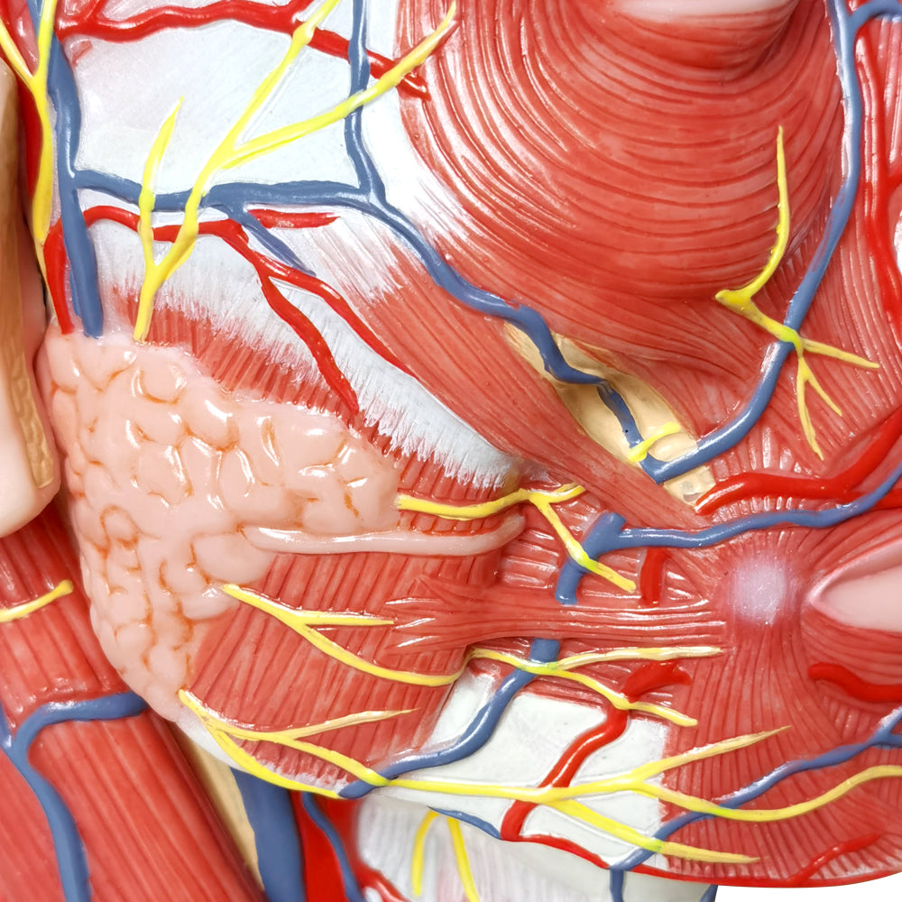 Evotech Scientific Life Size Human Half Head Superficial Neurovascular Model with Musculature