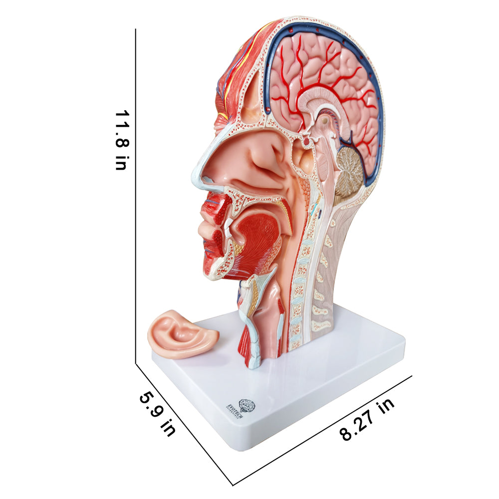 Evotech Scientific Life Size Human Half Head Superficial Neurovascular Model with Musculature
