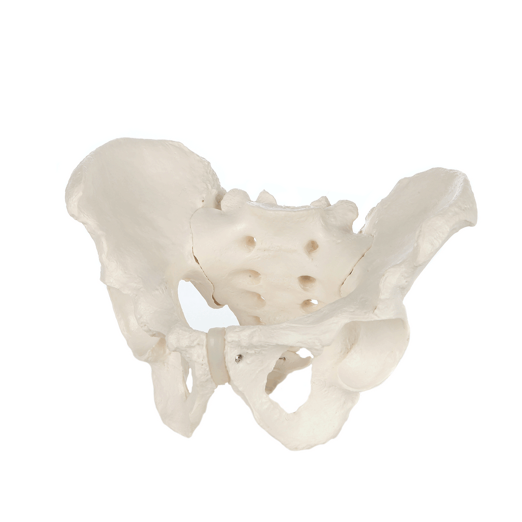 Evotech Scientific Life Size Male Pelvis Model Human Anatomy Pelvic Features Hip, Sacrum, and Coccyx