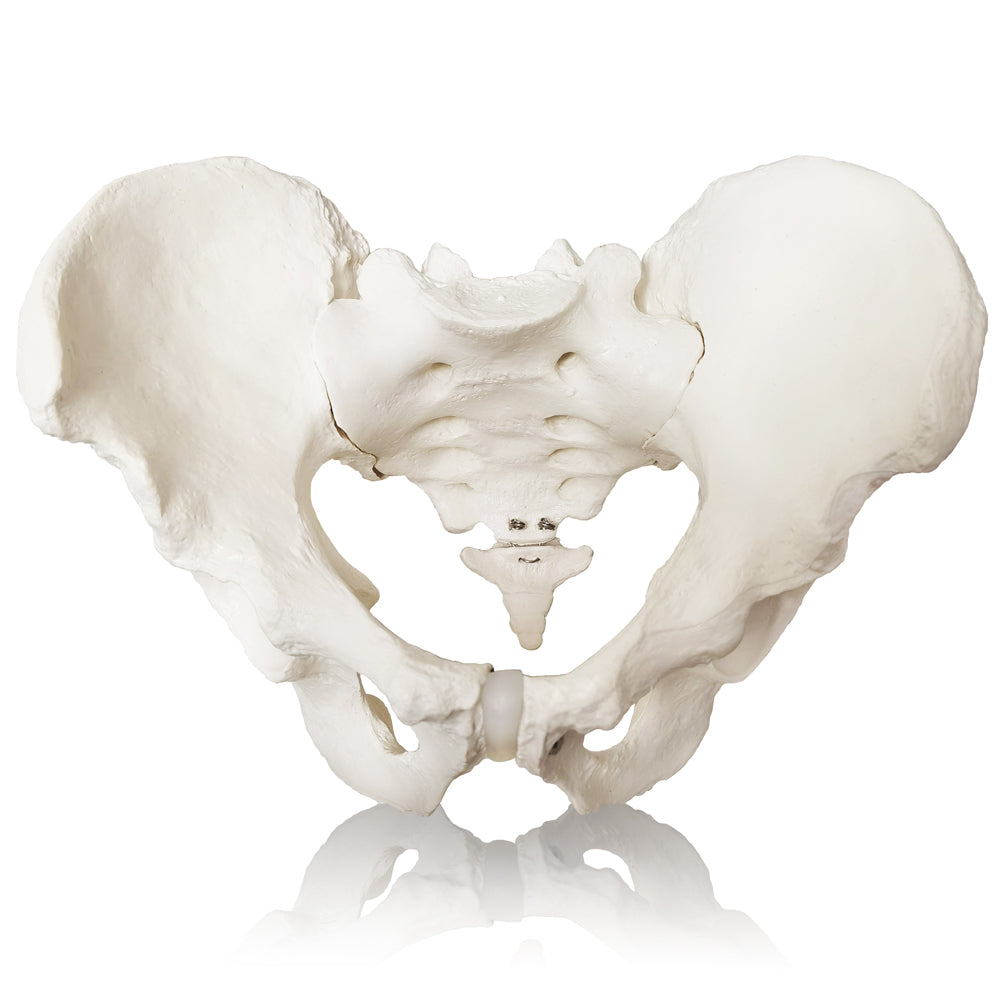 Evotech Scientific Life Size Male Pelvis Model Human Anatomy Pelvic Features Hip, Sacrum, and Coccyx