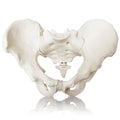Evotech Scientific Life Size Male Pelvis Model Human Anatomy Pelvic Features Hip, Sacrum, and Coccyx