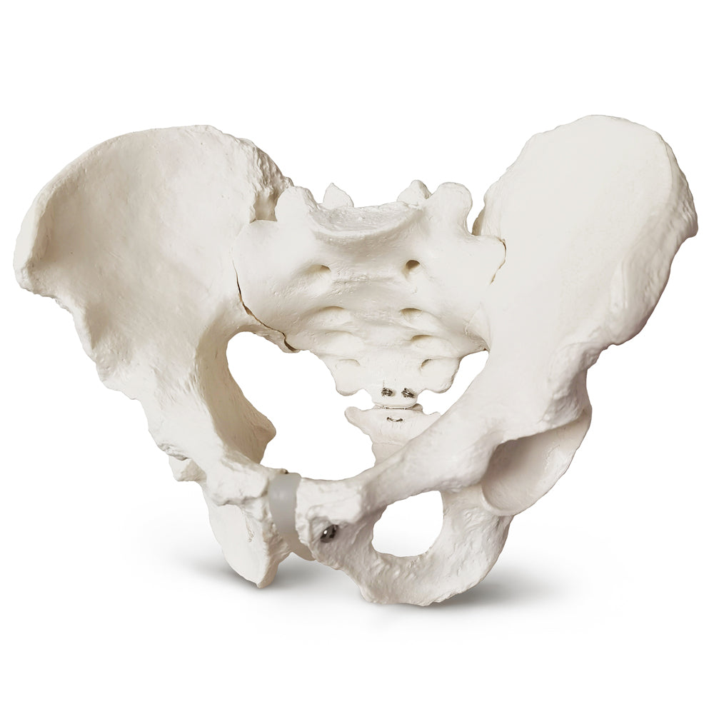 Evotech Scientific Life Size Male Pelvis Model Human Anatomy Pelvic Features Hip, Sacrum, and Coccyx