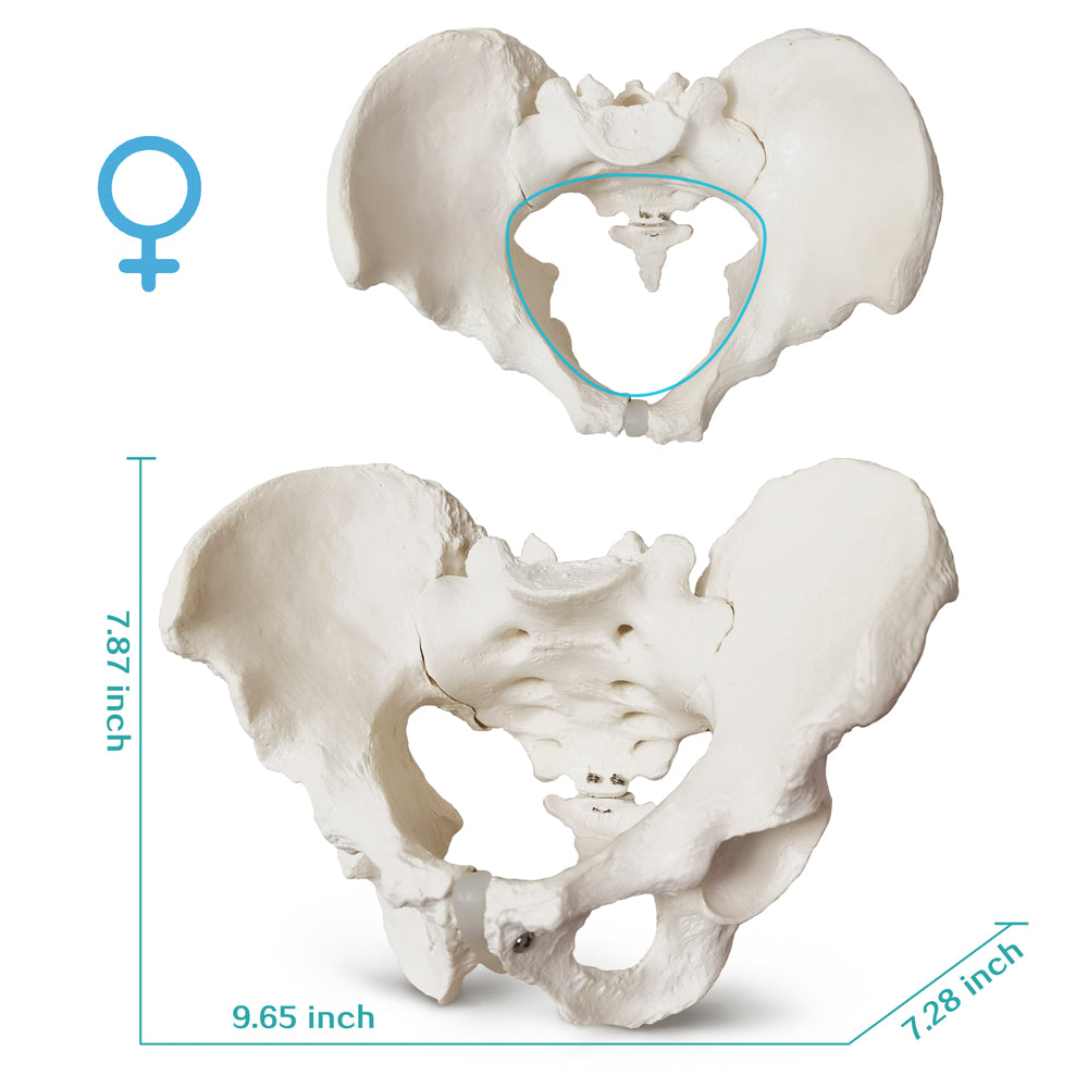 Evotech Scientific Life Size Male Pelvis Model Human Anatomy Pelvic Features Hip, Sacrum, and Coccyx