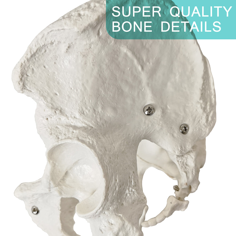 Evotech Scientific Life Size Male Pelvis Model Human Anatomy Pelvic Features Hip, Sacrum, and Coccyx