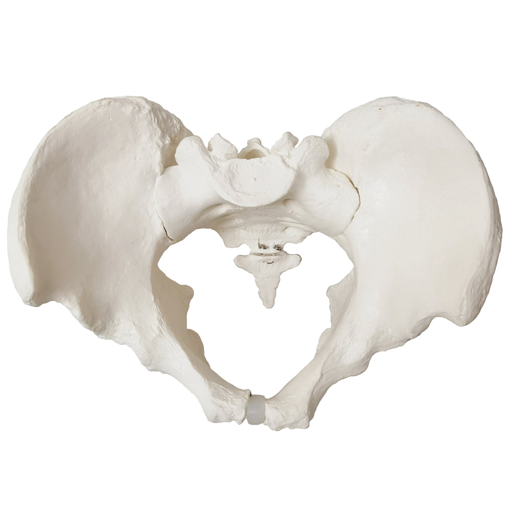 Evotech Scientific Life Size Male Pelvis Model Human Anatomy Pelvic Features Hip, Sacrum, and Coccyx